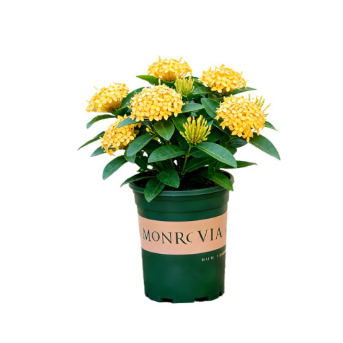 黄色龙船花盆栽带花苞室内阳台室外开花植物四季花卉绿植老桩花苗