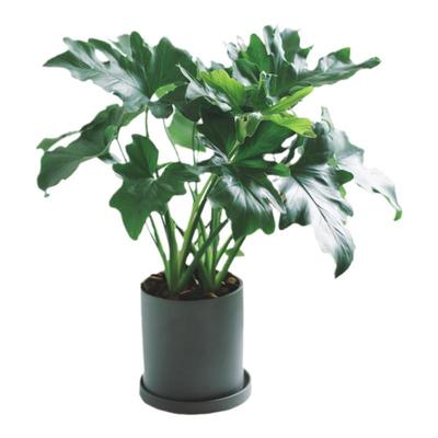 春羽蔓绿绒北欧绿植耐阴净化空气