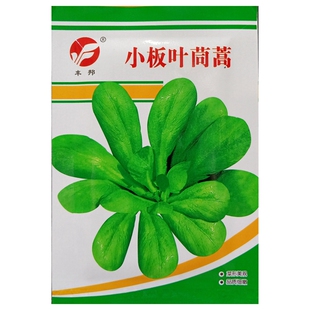 小板叶茼蒿种子耐寒圆叶青茼杆叶蒿子叶种籽春秋蔬菜10克约2000粒