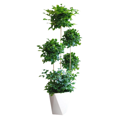 除甲醛高摆件幸福树盆栽室内客厅