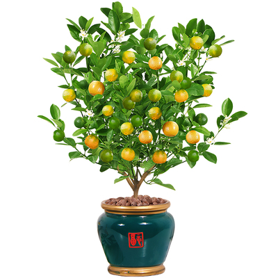 金桔树苗盆栽带果室内驱蚊花卉