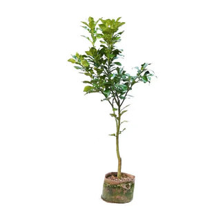 红心柚子树苗盆栽马家嫁接葡萄柚果树果苗南方北方庭院水果树种植