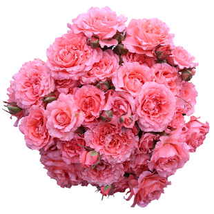 天狼月季 珊瑚果冻 多季粉色微香灌木/切花月季玫瑰耐热性好