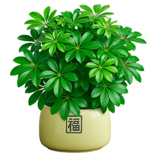 鸭脚木盆栽八方来财室内招财旺宅办公室桌面工位绿植盆景四季常青