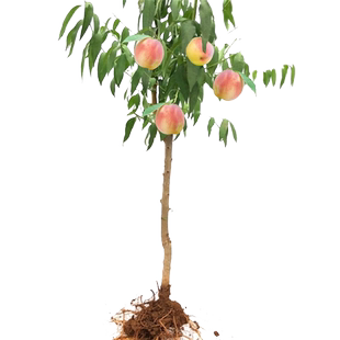 正宗桃树果苗冬桃油桃水蜜桃树苗南北方盆栽地栽庭院四季种植大树