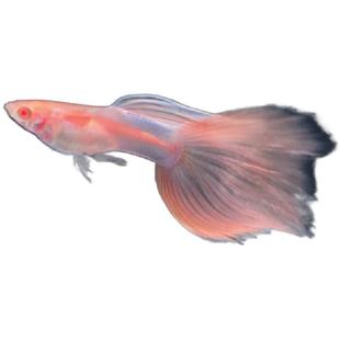 热门品种合集越南紫龙绣球满鳞极光天使彩虹金粉世家孔雀鱼热带鱼