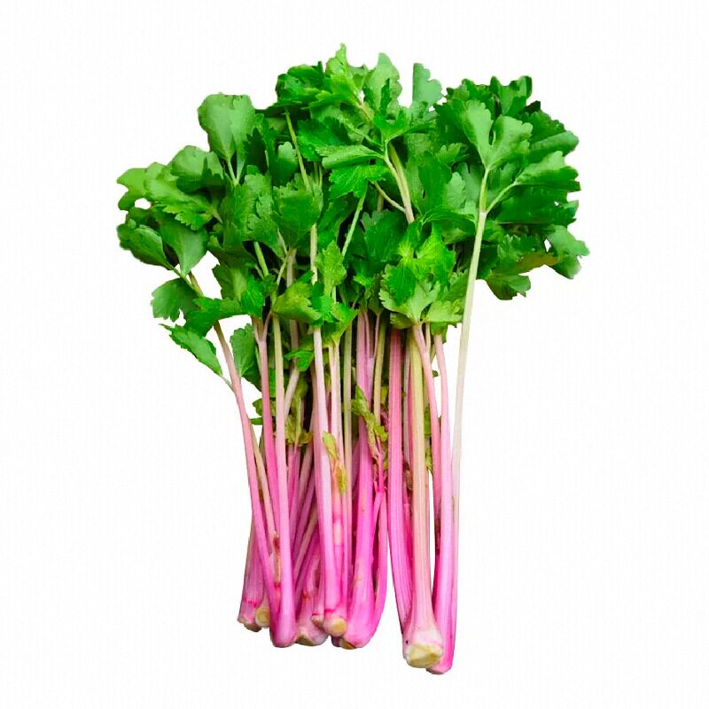 荷兰红香芹菜苗秧带土球种子四季春秋盆栽阳台含铁量高西芹种籽