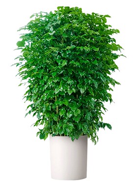 单杆幸福树大盆栽老桩树苗除甲醛