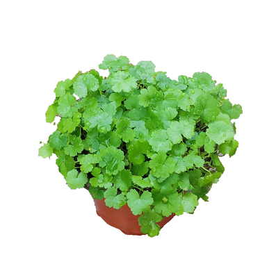 盆面植物仙秀草易种室内美观趣味