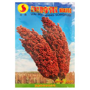 歪脖张高粱种子老品种东北高粱籽红高粱种籽矮生高产酿酒粮甜孑