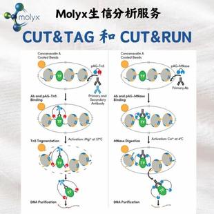 CUT&TAG与CUT&RUN 分析服务
