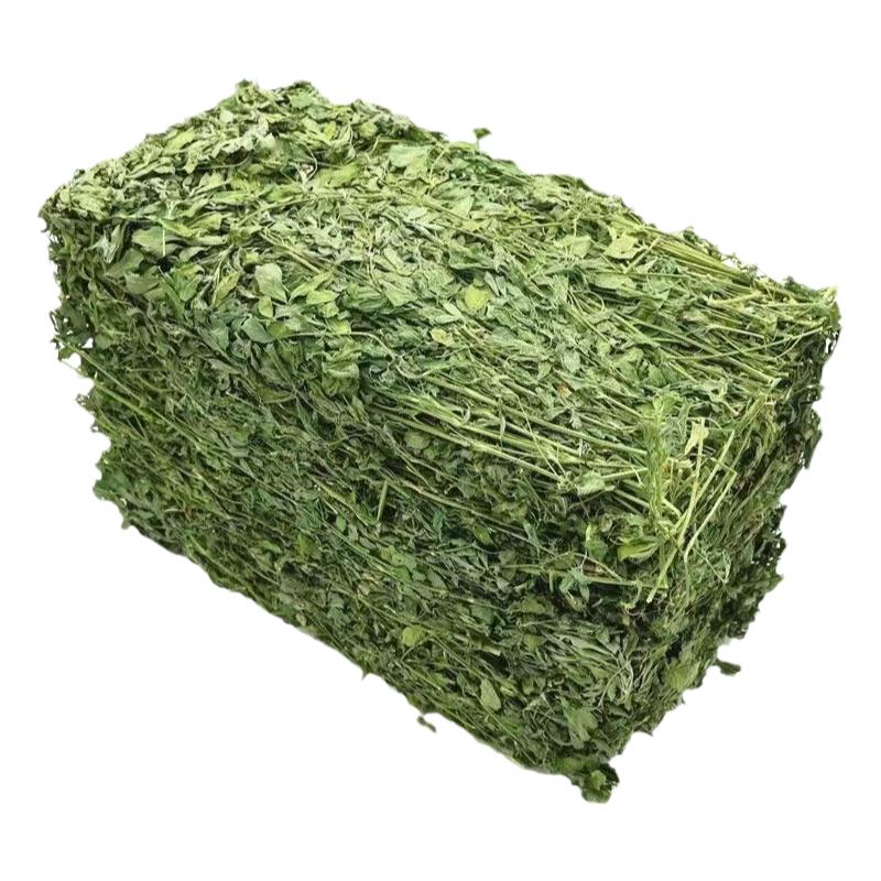 25年归乡提紫花兔子苜蓿草宠物草
