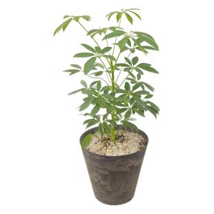 PHYSIS一个坚强的普通人|细叶鸭脚木超好养耐热耐寒耐阴耐热植物