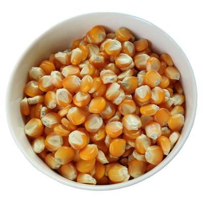 传统老品种黄玉米非转基因干玉米