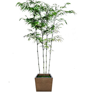 筇竹四方竹盆栽室内外绿化罗汉竹阳台庭院盆景花卉观赏网红竹子苗