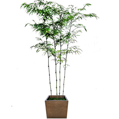 筇竹四方竹盆栽室内外绿化罗汉竹