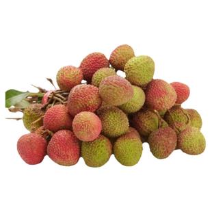 妃子笑荔枝树苗正宗嫁接早熟核小肉厚南方庭院盆栽地栽常绿果树苗