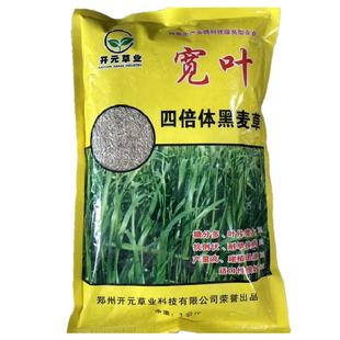 宽叶四倍体黑麦草种子 美国进口牧草籽猪牛羊鸡鹅兔鱼南北方包邮