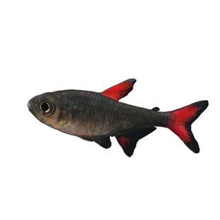 鱼缸温度计水族专用贴片测温计日索水温计龟缸贴纸测量计