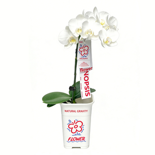 自然引力-蝴蝶兰盆栽带花苞绿植年宵花好养耐活花期长桌面摆件