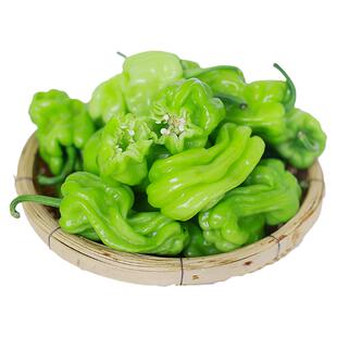 云南特产新鲜皱皮辣椒虎皮辣椒青辣椒辣味清脆新鲜蔬菜圆椒现摘