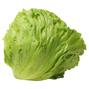 凯撒包心生菜种子结球球形生菜种籽圆型蔬菜四季蔬菜种