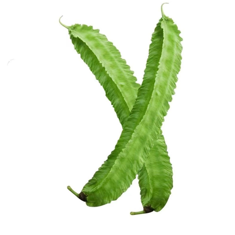 新鲜四角豆24小时发货坏豆包赔