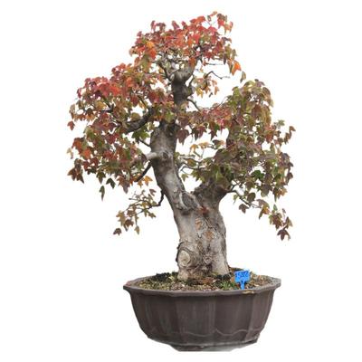 三角枫大型盆景庭院摆放