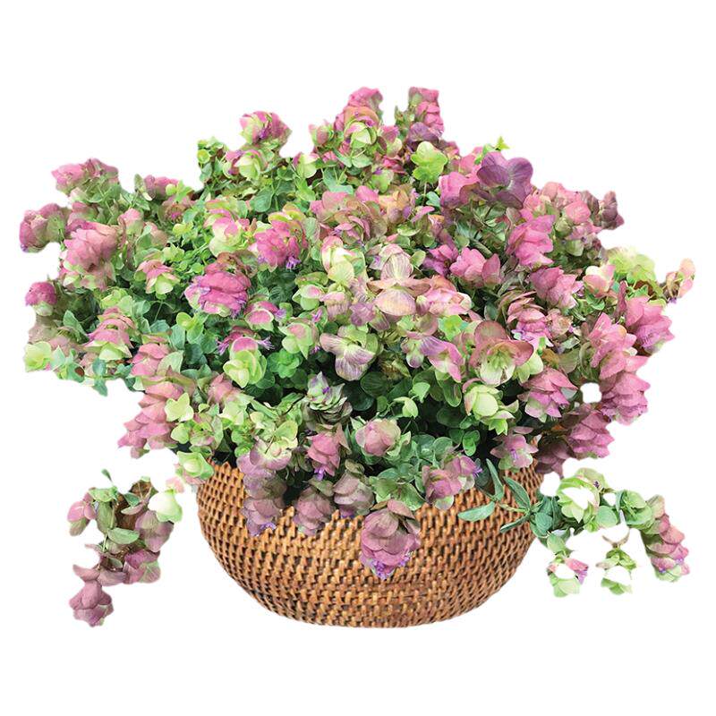 种花王大爷 牛至折纸画多年生草本花卉阳台花园可悬挂易养护