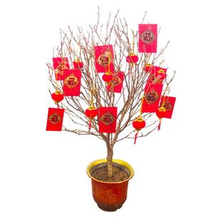 桃花盆栽带花苞桃树盆景春节室内客厅新年喜庆大型绿植物年宵花卉