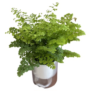 精品铁线蕨盆栽室内耐阴铁丝草办公桌阳台常绿观叶绿植防辐射易活