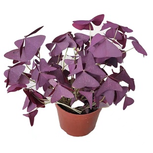 酢浆草紫叶红花多年生早花种球盆栽阳台耐热耐寒多年生花卉植物