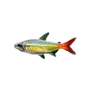 红尾科佩依翠绿南美鱼科配衣稀有高端灯科鱼草缸群游霓虹灯鱼活体