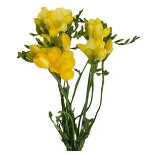 香味好闻 苍兰香雪兰鲜花 新鲜多色时令花材一束10枝 同城直送