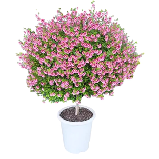 小木槿花苗盆栽带花棒棒糖树苗室内外鲜花卉绿植阳台花园四季好养