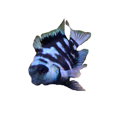 观赏鱼活体鱼迷你鹦鹉好繁殖的