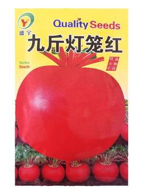 蔬菜九斤灯笼大红圆白肉四季萝卜