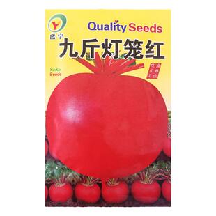 九斤灯笼红大红圆萝卜种子红皮白肉水果萝卜种籽春秋四季蔬菜种孑