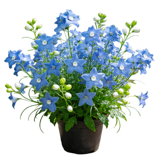 小花飞燕草盆栽细叶飞燕草庭院阳台耐寒花卉多年生宿根花境植物