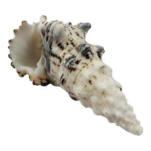 天然海螺贝壳怪塔螺鱼缸造景水族馆装饰摆件拍摄收藏标本创意礼物
