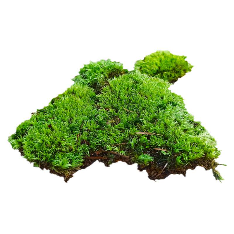 鲜活苔藓 苔藓微景观生态瓶白假山盆栽创意迷你植物diy材料水陆缸