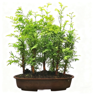 水杉树苗庭院别墅园林绿化工程苗南北方种植耐寒植物苗圃现挖现卖