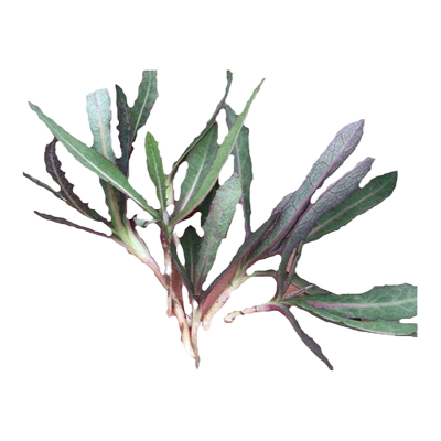 曲麻菜种子苦菜苦菜籽四季播