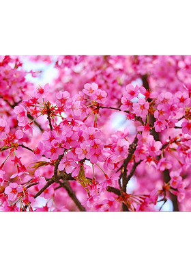 2026旺运桃花贴画防水自粘背景