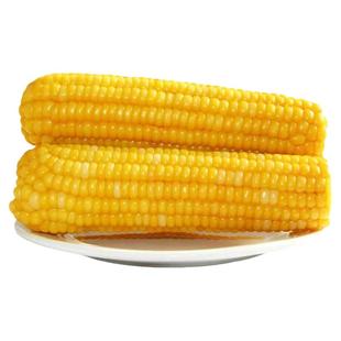 传统黄玉米棒新鲜老式老品种笨玉米速食东北香糯真空玉米即食儿童