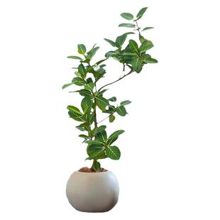 孟加拉榕客厅盆栽大花盆旺宅绿植室内大型客厅好养黄金榕落地植物