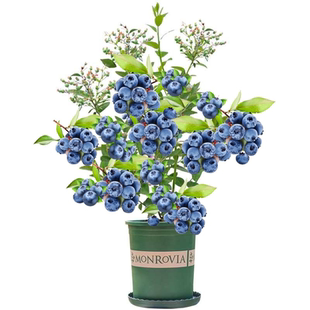 l25蓝莓苗盆栽南方别墅种植北方庭院耐寒地栽果树兔眼蓝莓树果苗