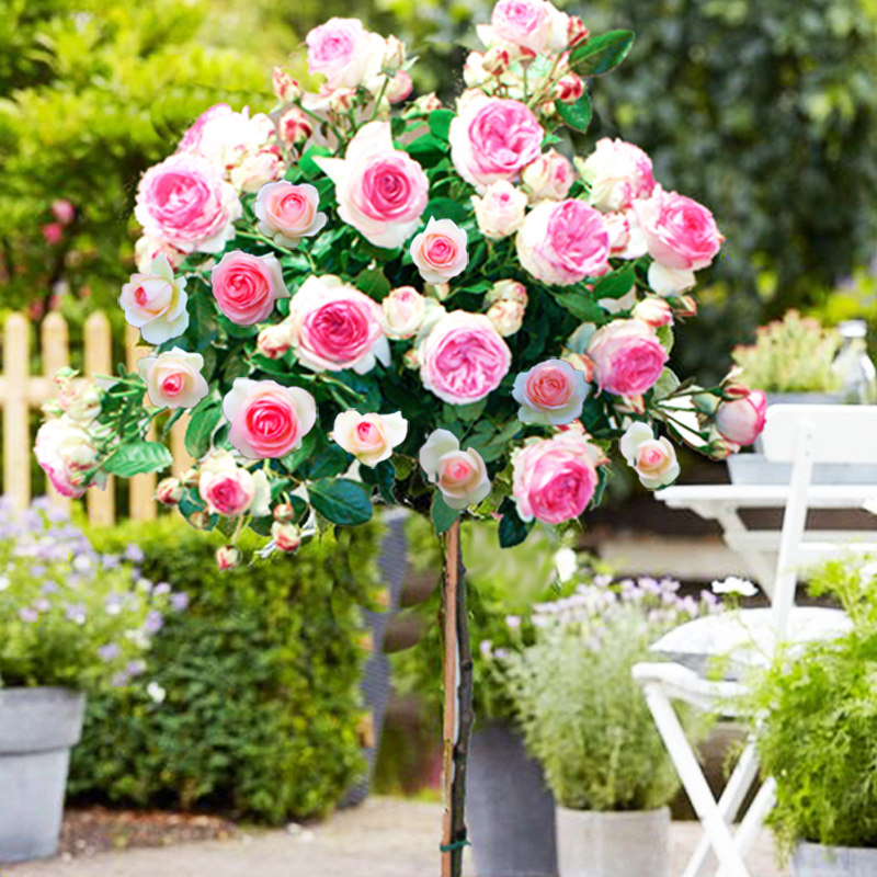 四季树桩月季特大花树状棒棒糖花苗庭院树苗好养开花植物浓香花卉