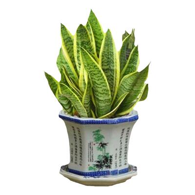 大型虎皮兰盆栽办公室内易活客厅