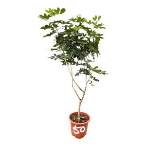 鸭脚木观叶空气除甲醛绿植盆栽